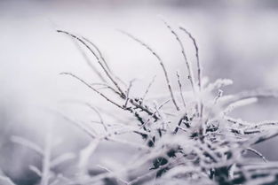 诗句,于雪和