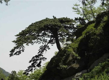 关于泰山的诗句三级