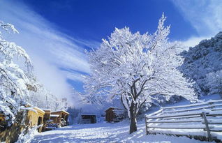 关于雪景一起玩的诗句