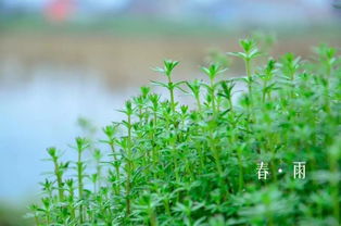 古诗春雨中雨好的诗句