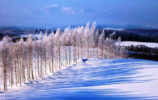 关于冬天的诗句初中经典,关于冬天的诗句有哪些初中,描写冬天的诗句古诗初中