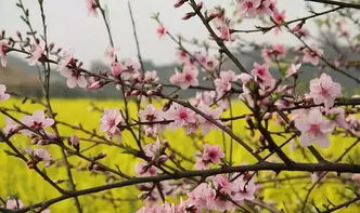 诗句,花落,纷纷