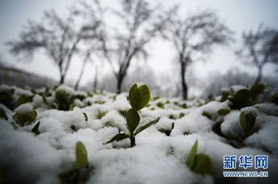 关于春天飘雪的诗句