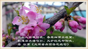 关于桃美丽的诗句
