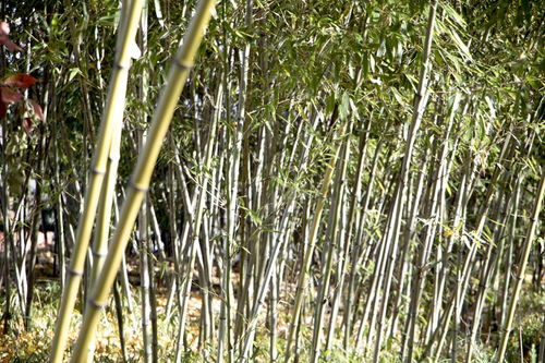 描写竹子的诗句古诗,竹子的好处,描写竹子的诗句古诗,描写竹子品质的诗句古诗