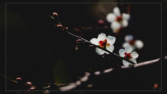 关于花的情怀的诗句