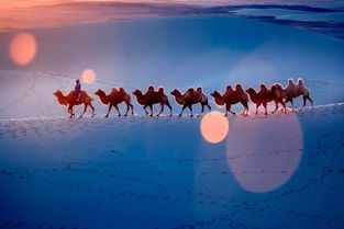 关于马的优美诗句