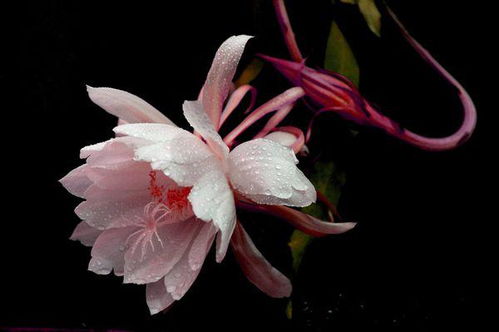 有关昙花的古诗句,昙花的古诗句,昙花古诗句词