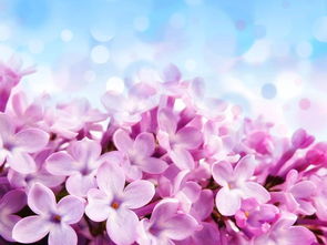 摘抄四句写丁香花的古诗句
