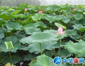 小学描写荷花的诗句古诗大全