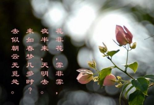 诗句,含花字