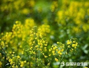 有关于描写油菜花的诗句古诗词句子