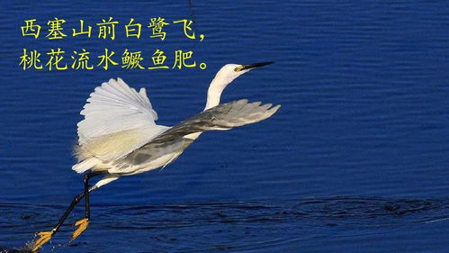 关于白鹭黄昏低飞图诗句