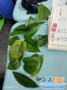 关于绿叶古诗句