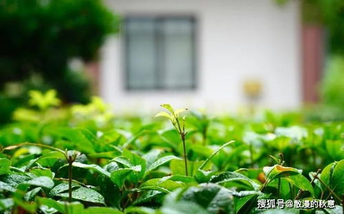 关于炎热上诗句