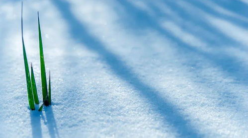 一觉醒来下雪的诗句古诗