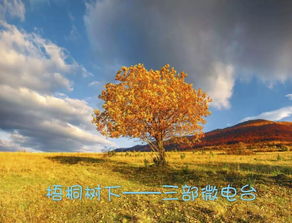 凤凰,诗句,梧桐