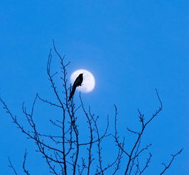 夜晚独思的图片图片