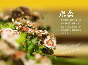 关于幸福与思念的诗句