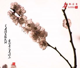 形容花香飘得很远的诗句,形容花香飘千里的诗句,形容花香飘十里的诗句