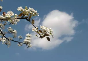 诗句,清明节,中秋节,春节