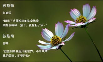 关于波斯菊的诗句