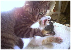 骂人的诗句关于两只骚猫