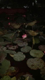 自编关于秋雨的诗句