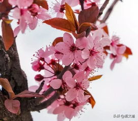 陆龟蒙写丁香的古诗句