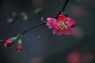 关于芳华的经典诗句