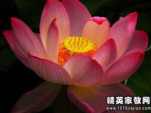 描写荷花美诗句古诗大全