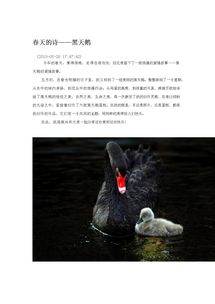关于春天里天鹅的诗句