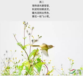 古诗写鸟的诗句有哪些