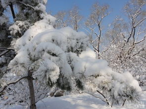 描写雪景色的诗句古诗词