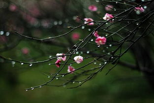 古诗春雨表示好雨的诗句