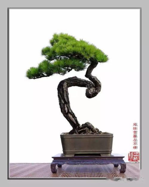 松树,诗句,表现