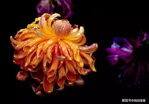 有关于菊花的古诗句