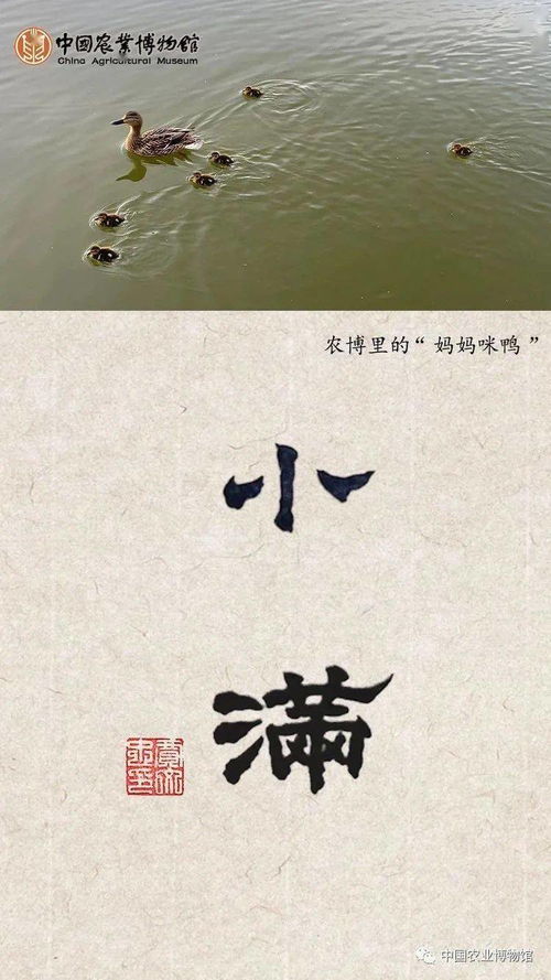 小满,古诗,诗句