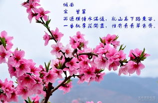 关于桃花品质的诗句