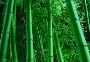关于竹子的完整诗句
