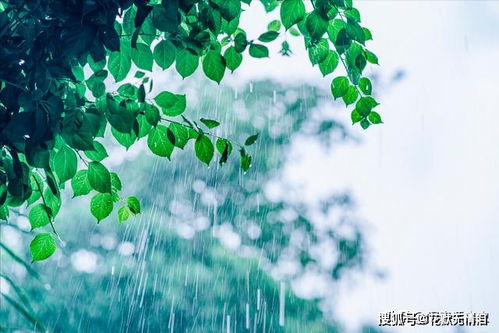 找一首关于雨的搞笑的诗句