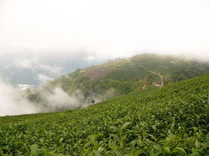 关于高山茶的诗句