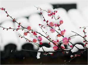 诗句,梅花,书写