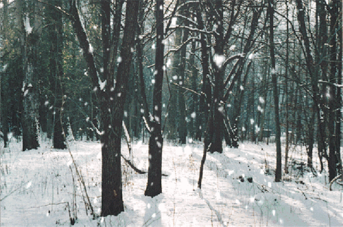 诗句,语句,于雪