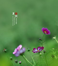 夏花,古诗,诗句