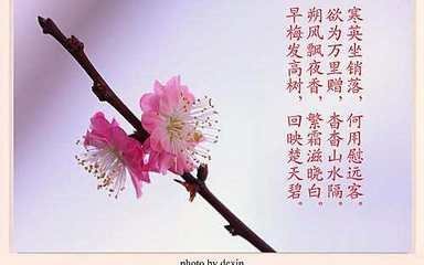 关于花的唯美诗句大全