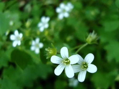 关于flower的诗句