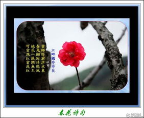 关于春花的的诗句古诗