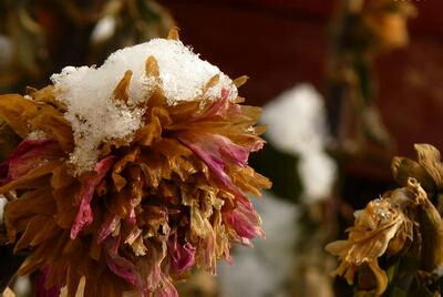 关于雪菊的诗句古诗