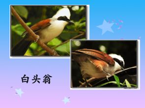 诗句,螃蟹